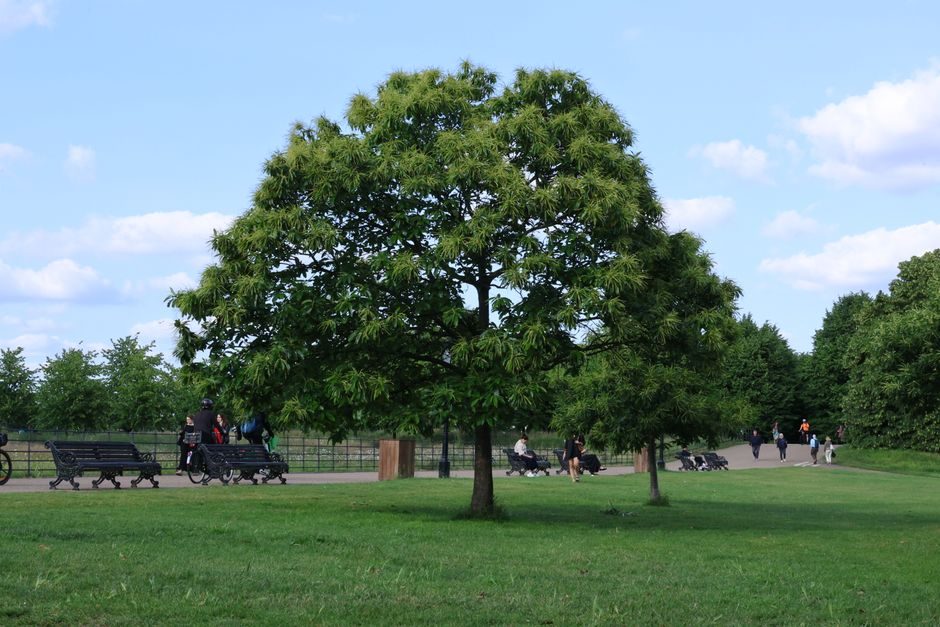 A revitalised public park and waterway in a London regeneration zone
